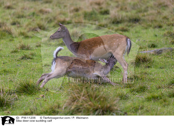 Sikahirschkuh sugt Jungtier / Sika deer cow suckling calf / PW-11206