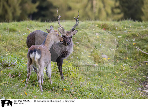 Sikawild / Sika deer / PW-12222