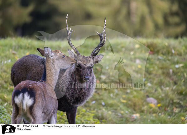 Sikawild / Sika deer / PW-12224