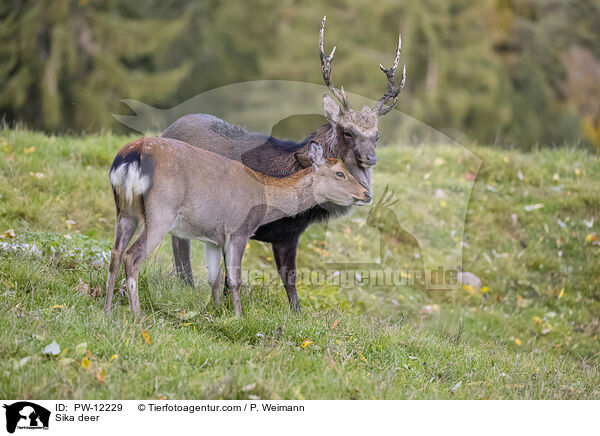 Sikawild / Sika deer / PW-12229