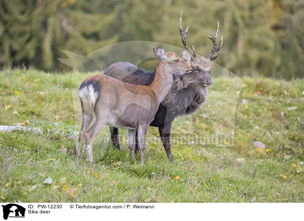 Sikawild / Sika deer / PW-12230