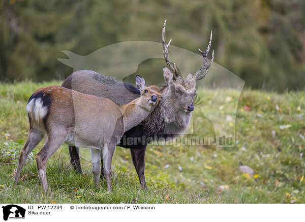Sikawild / Sika deer / PW-12234