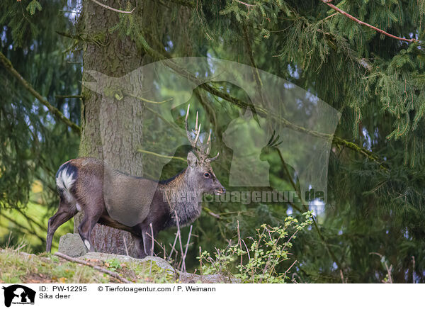 Sikawild / Sika deer / PW-12295