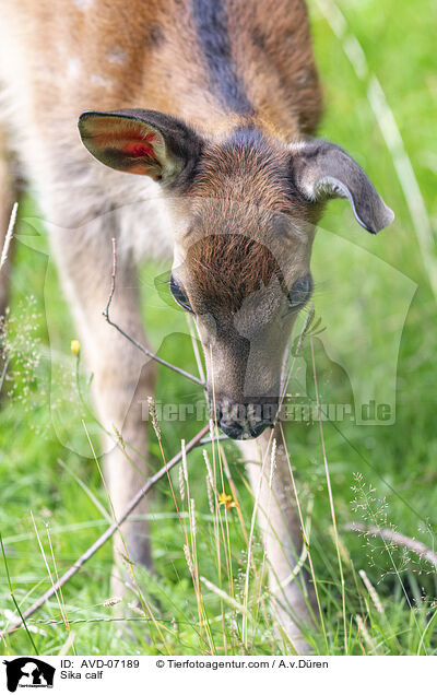 Sika Hirschlkalb / Sika calf / AVD-07189