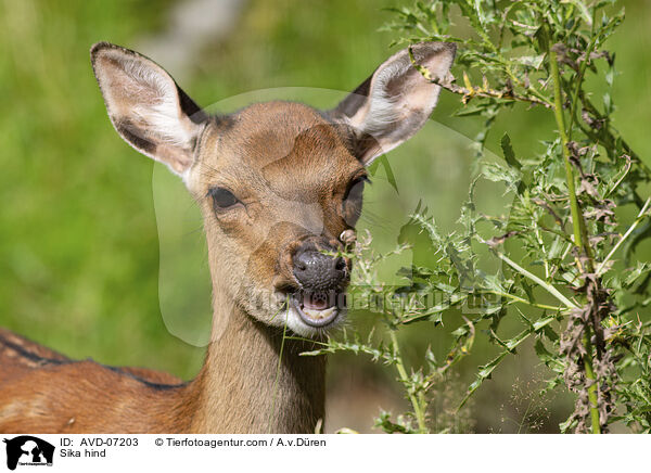 Sika Hirschkuh / Sika hind / AVD-07203