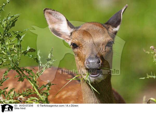 Sika Hirschkuh / Sika hind / AVD-07206