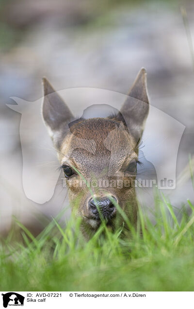 Sika Hirschlkalb / Sika calf / AVD-07221