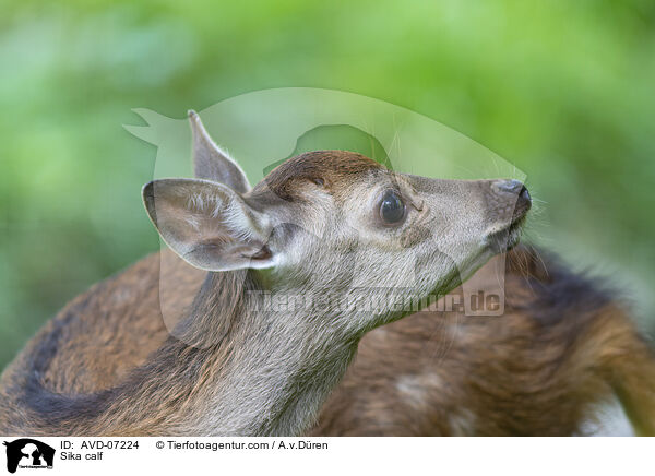 Sika Hirschlkalb / Sika calf / AVD-07224