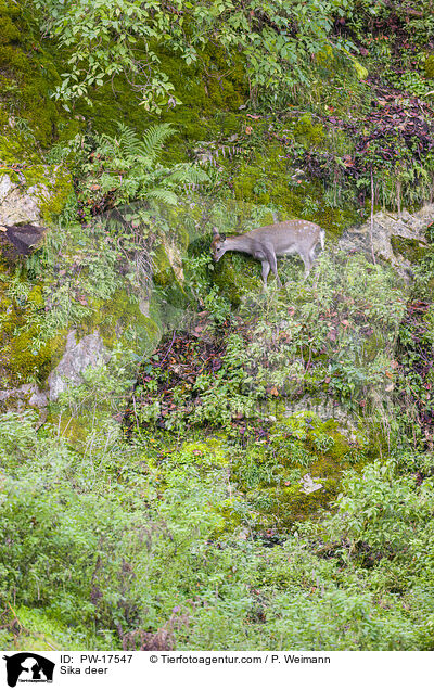 Sika deer / PW-17547