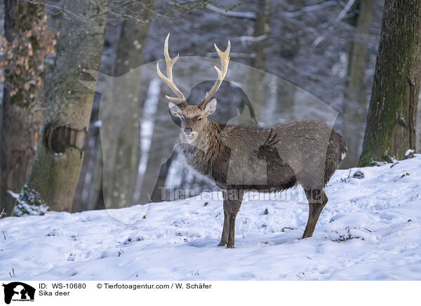 Sikawild / Sika deer / WS-10680