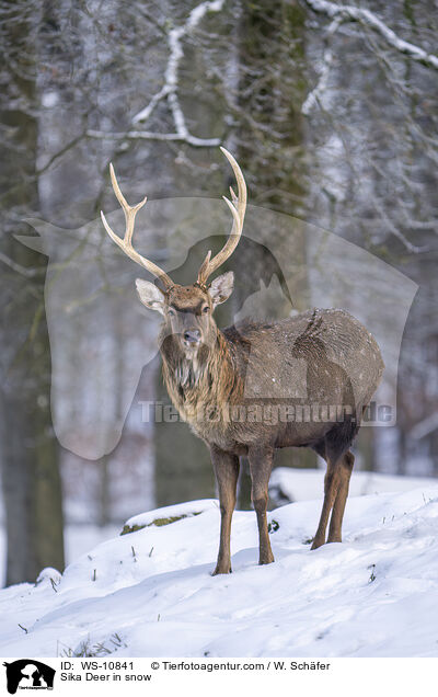 Sika Deer in snow / WS-10841