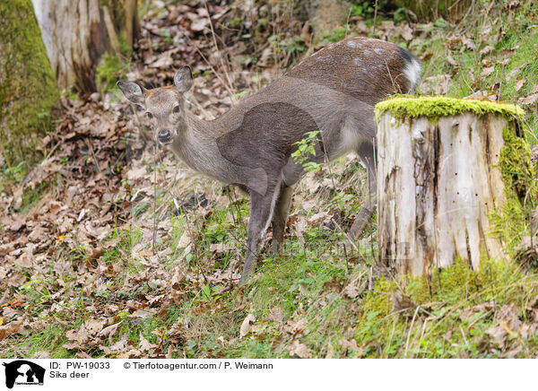 Sikawild / Sika deer / PW-19033