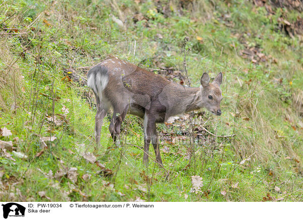 Sikawild / Sika deer / PW-19034