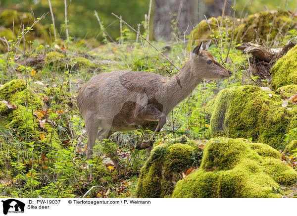 Sikawild / Sika deer / PW-19037