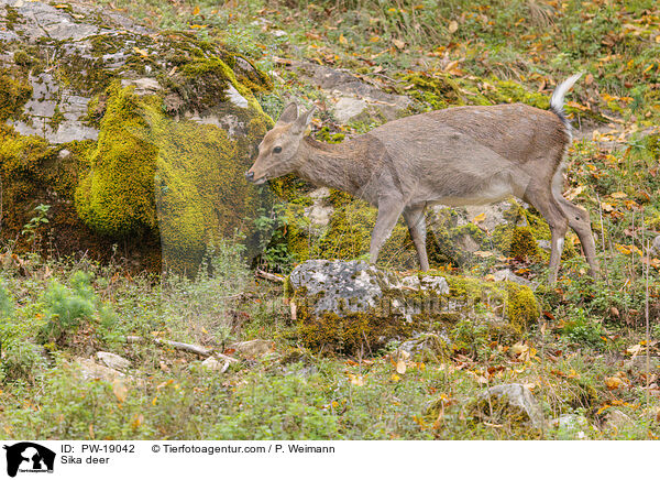 Sikawild / Sika deer / PW-19042
