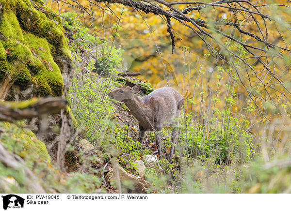 Sikawild / Sika deer / PW-19045