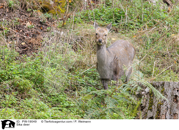 Sikawild / Sika deer / PW-19049