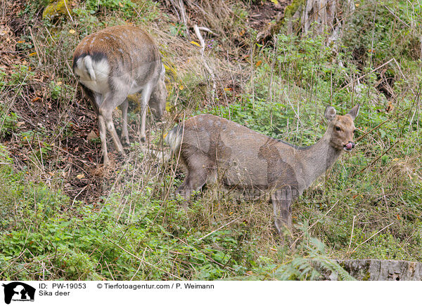 Sikawild / Sika deer / PW-19053