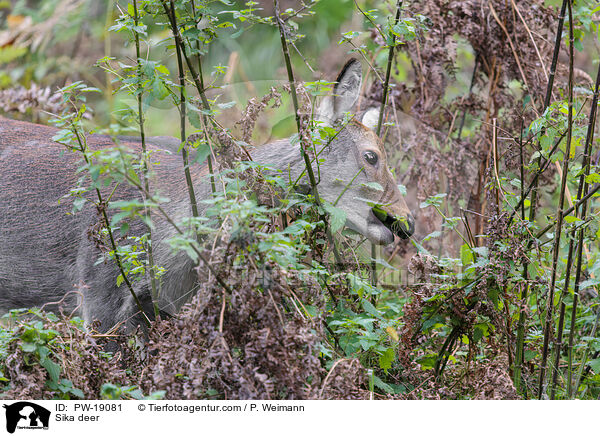 Sikawild / Sika deer / PW-19081