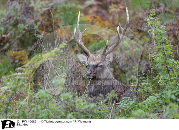 Sikawild / Sika deer / PW-19083