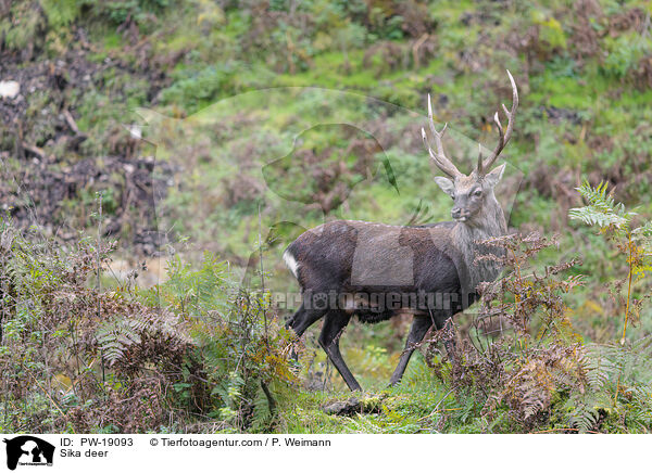 Sikawild / Sika deer / PW-19093