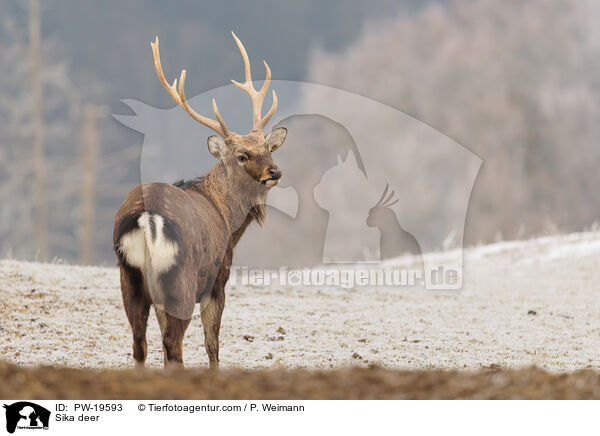 Sikahirsch / Sika deer / PW-19593