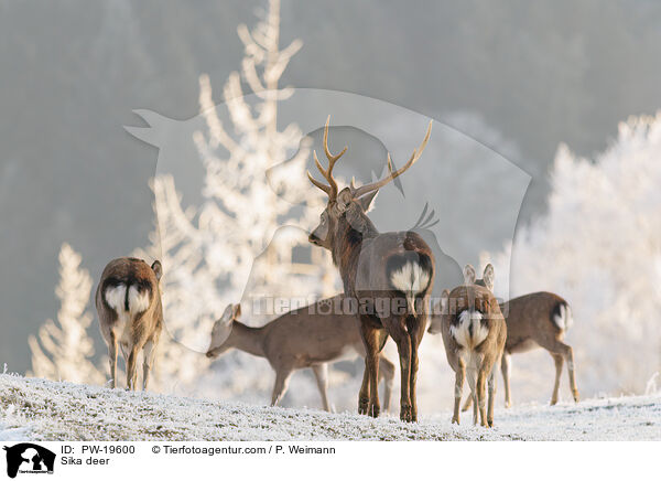 Sikahirsch / Sika deer / PW-19600