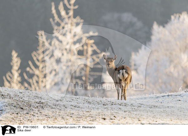 Sikahirsch / Sika deer / PW-19601
