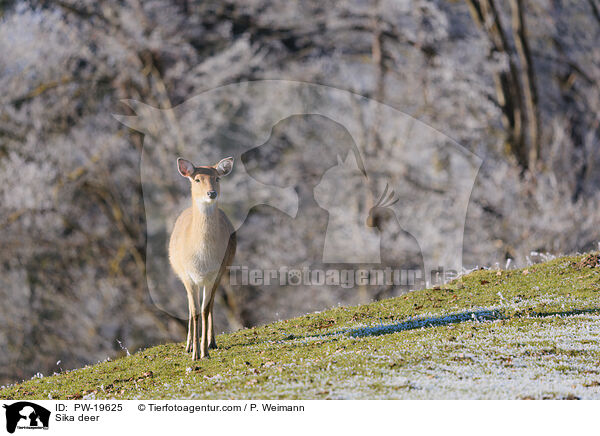 Sika deer / PW-19625