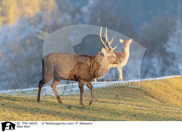 Sikahirsch / Sika deer / PW-19630