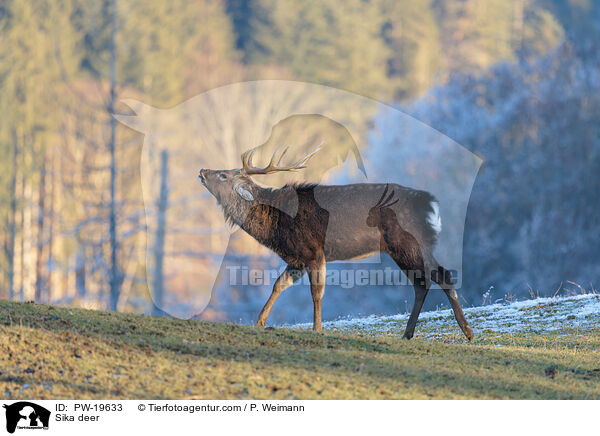 Sikahirsch / Sika deer / PW-19633