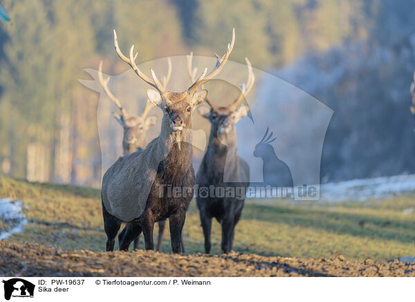 Sikahirsch / Sika deer / PW-19637