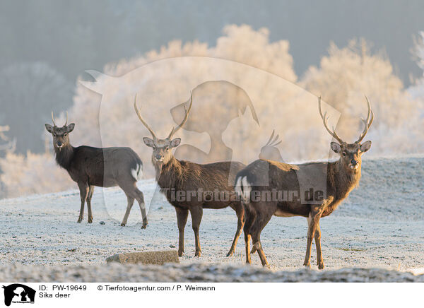 Sikahirsch / Sika deer / PW-19649