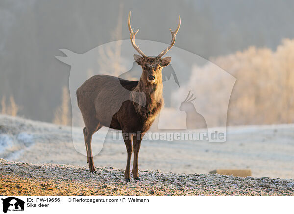 Sikahirsch / Sika deer / PW-19656