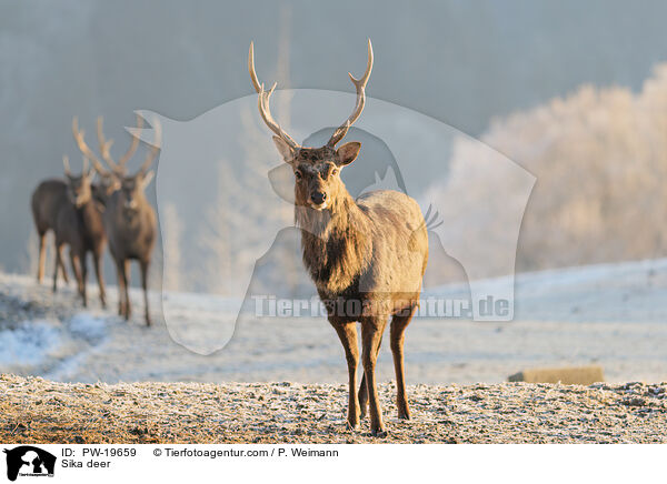 Sikahirsch / Sika deer / PW-19659