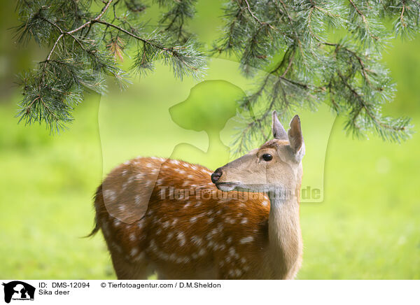 Sikawild / Sika deer / DMS-12094