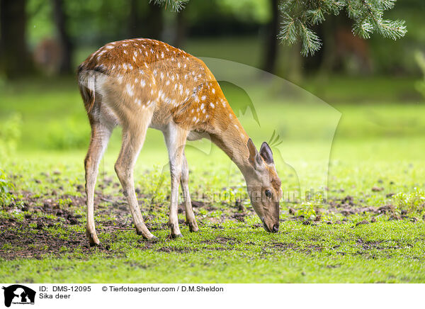 Sikawild / Sika deer / DMS-12095