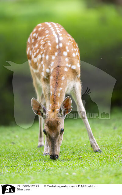 Sikawild / Sika deer / DMS-12129