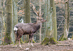 sika deer