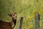 Sika deer