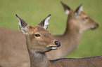 Sika deer