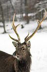 Sika deer