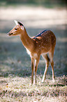 Sika deer