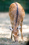 Sika deer