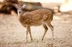 Sika deer