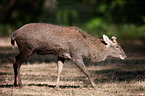 Sika deer