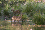 standing Sika Deer