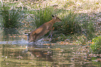 jumping Sika Deer