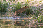 jumping Sika Deer
