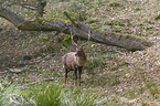 standing Sika Deer